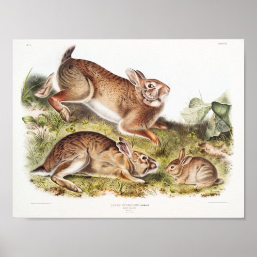 Rabbit Illustration Poster (Voorkant)