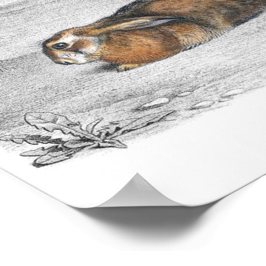 Rabbit Illustration Poster (Hoek)