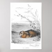 Rabbit Illustration Poster (Voorkant)
