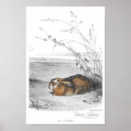 Rabbit Illustration Poster