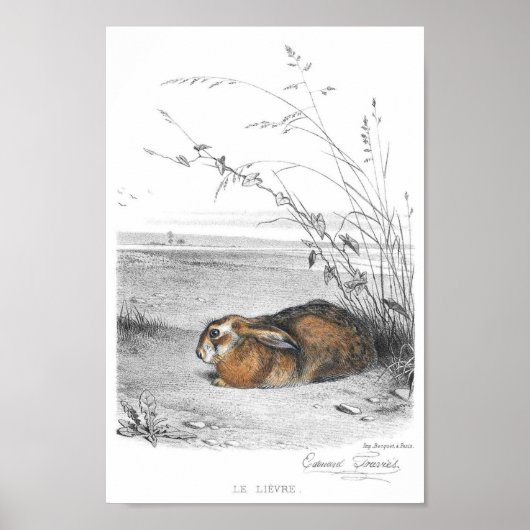 Rabbit Illustration Poster (Voorkant)