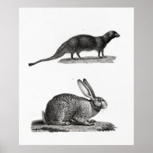 Rabbit Illustration Poster