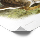 Rabbit Illustration Poster (Hoek)