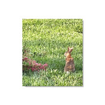 Rabbit in the Grass - Vreedzame Natuur Fotografie