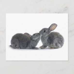 Rabbit Kiss Briefkaart