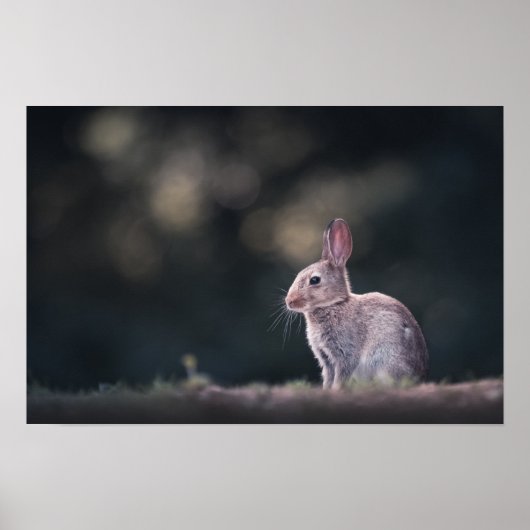 Rabbit Nature Foto Poster (Voorkant)