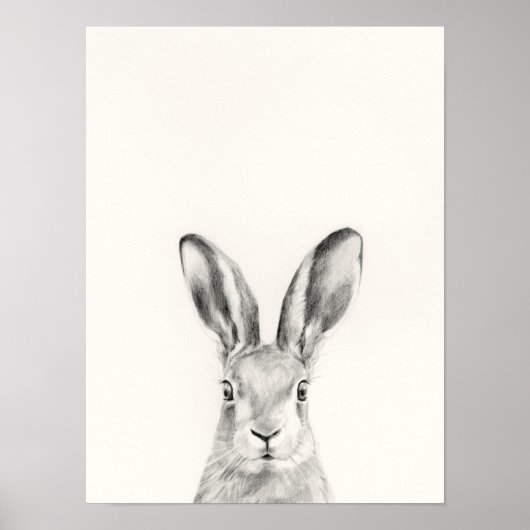 Rabbit Pencil Tekening Poster (Voorkant)