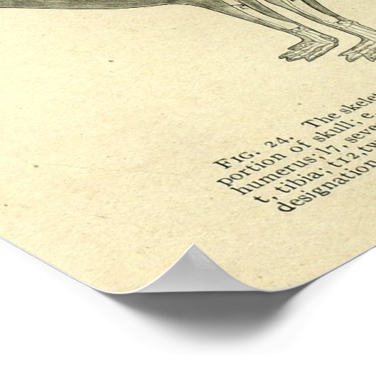 Rabbit Skeleton Anatomy  Veterinary Print (Hoek)