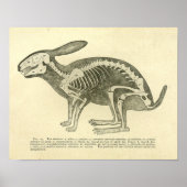 Rabbit Skeleton Anatomy  Veterinary Print (Voorkant)