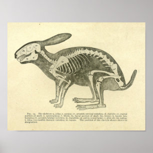 Rabbit Skeleton Anatomy  Veterinary Print