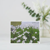 Rabbitear Iris Briefkaart (Staand voorkant)