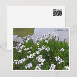 Rabbitear Iris Briefkaart