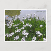 Rabbitear Iris Briefkaart (Voorkant)