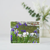 Rabbitear Iris Briefkaart (Staand voorkant)