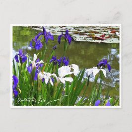 Rabbitear Iris Briefkaart