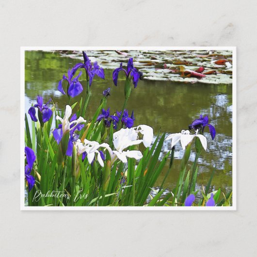 Rabbitear Iris Briefkaart (Voorkant)