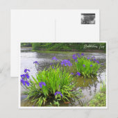 Rabbitear Iris Briefkaart (Voorkant / Achterkant)