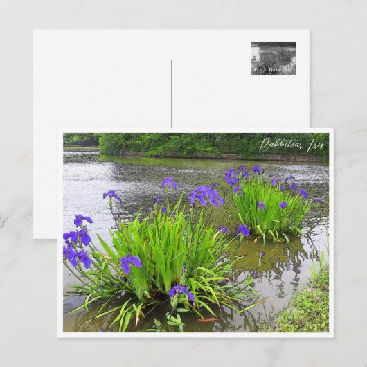 Rabbitear Iris Briefkaart (Voorkant / Achterkant)