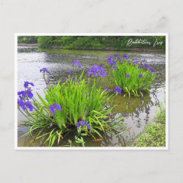 Rabbitear Iris Briefkaart