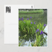 Rabbitear Iris Briefkaart (Voorkant / Achterkant)