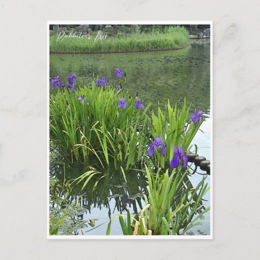 Rabbitear Iris Briefkaart (Voorkant)