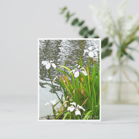 Rabbitear Iris Briefkaart (Staand voorkant)