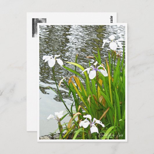 Rabbitear Iris Briefkaart (Voorkant / Achterkant)