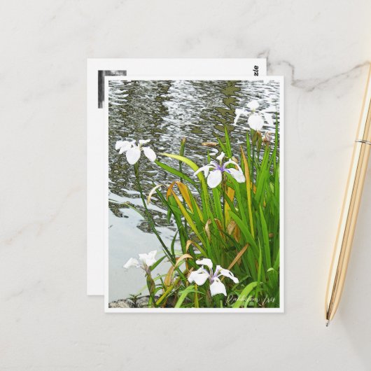 Rabbitear Iris Briefkaart (Voorkant / Achterkant in situ)