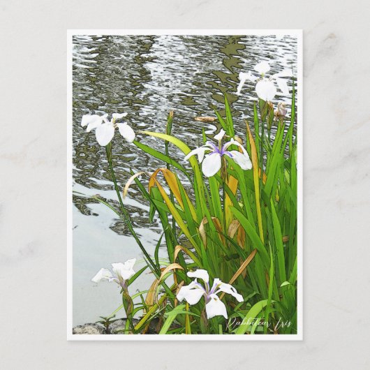 Rabbitear Iris Briefkaart (Voorkant)