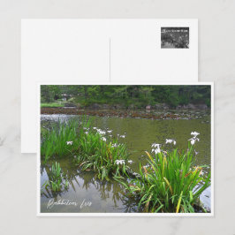 Rabbitear Iris Briefkaart