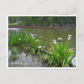 Rabbitear Iris Briefkaart (Voorkant)