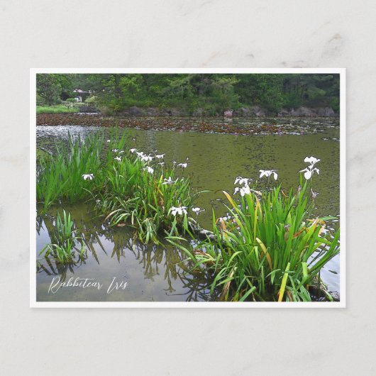 Rabbitear Iris Briefkaart (Voorkant)