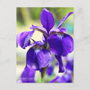 Rabbitear Iris [Briefkaart] Briefkaart