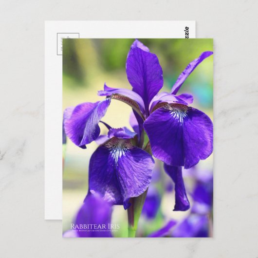 Rabbitear Iris [Briefkaart] Briefkaart (Voorkant / Achterkant)