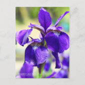 Rabbitear Iris [Briefkaart] Briefkaart (Voorkant)