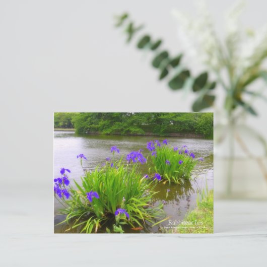 Rabbitear Iris:Briefkaart Briefkaart (Staand voorkant)