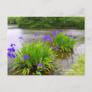 Rabbitear Iris:Briefkaart Briefkaart