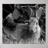 RabbitMono Poster (Voorkant)