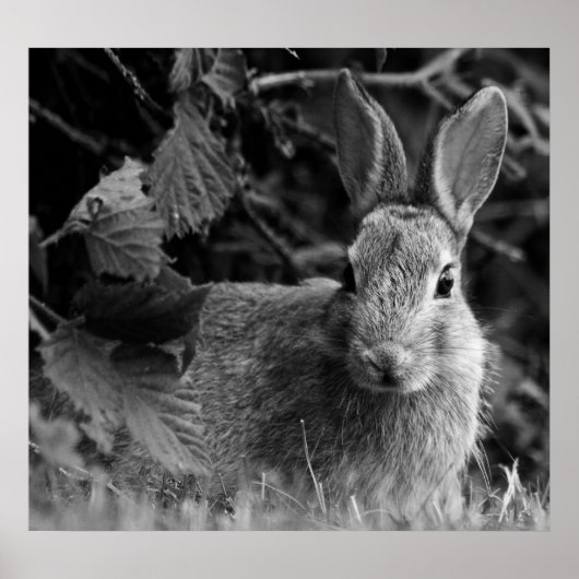 RabbitMono Poster (Voorkant)