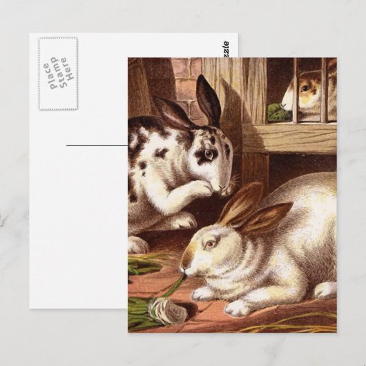 Rabbits  Illustratie Briefkaart (Voorkant / Achterkant)