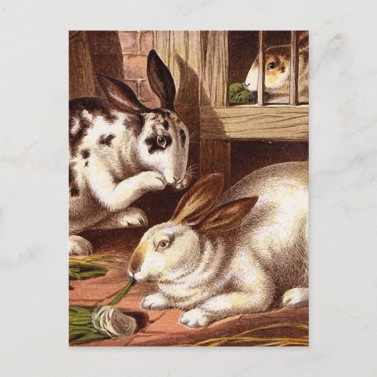 Rabbits  Illustratie Briefkaart (Voorkant)