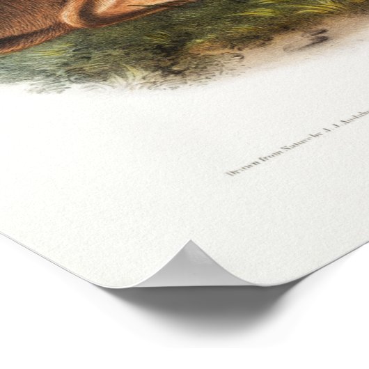 Rabbits Illustratie Poster (Hoek)