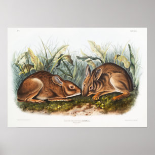 Rabbits Illustratie Poster