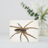 Rabid Wolf Spider Briefkaart. Briefkaart (Staand voorkant)