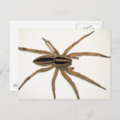 Rabid Wolf Spider Briefkaart. Briefkaart (Voorkant / Achterkant)