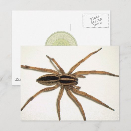 Rabid Wolf Spider Briefkaart. Briefkaart (Voorkant / Achterkant)