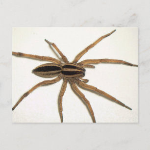 Rabid Wolf Spider Briefkaart. Briefkaart