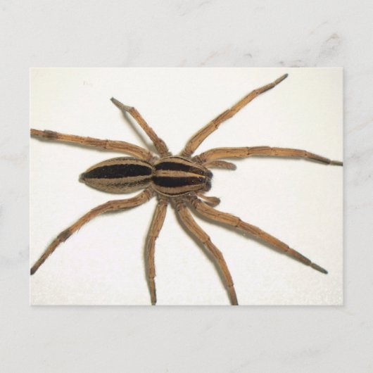 Rabid Wolf Spider Briefkaart. Briefkaart (Voorkant)