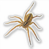 Rabid Wolf Spider (Rabidosa rabida) Sticker (Voorkant)