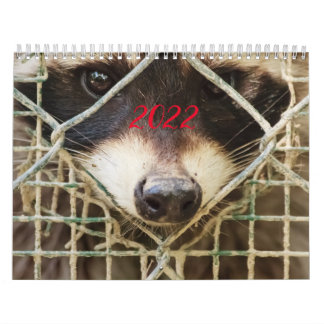 raccon-kalender kalender